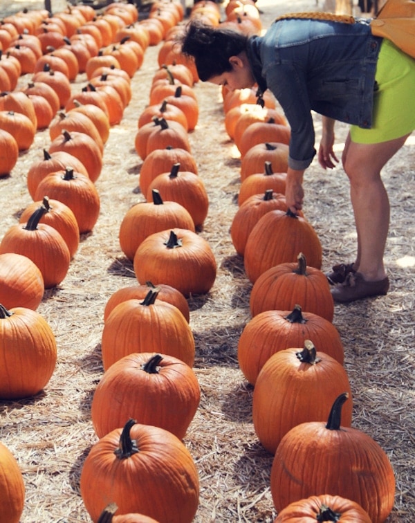 Pumpkin Patch Pumpkin Patch