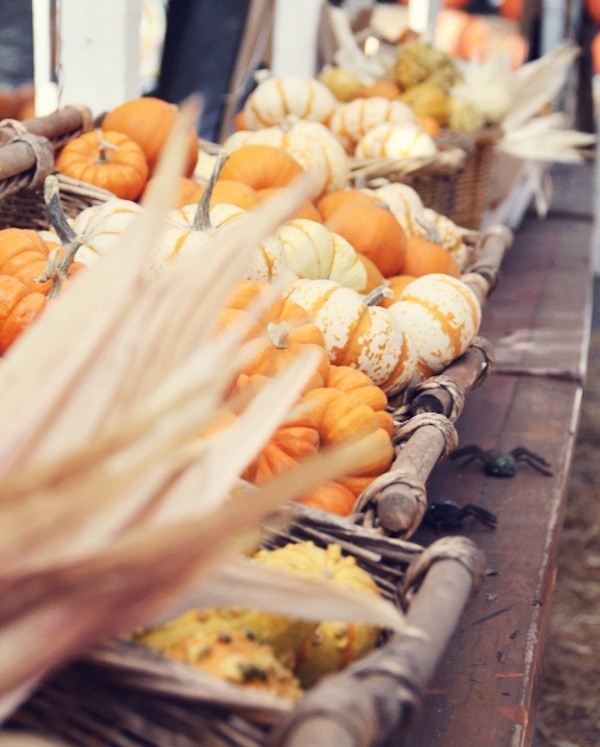 Mini Pumpkins Mini Pumpkins