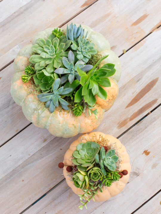 The Easiest Way to Make Succulent Pumpkin Decor for Fall  Lovely Indeed
